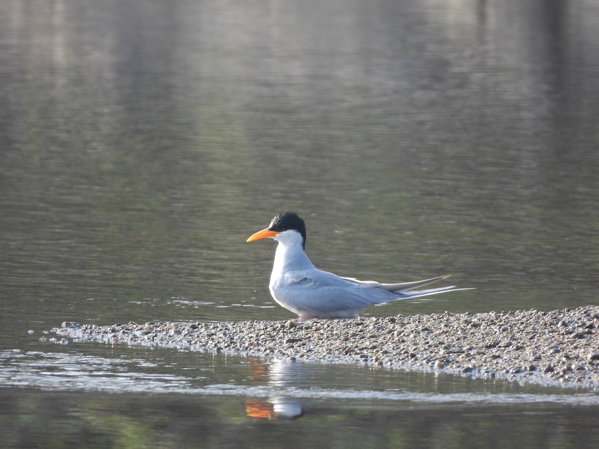 River Tern - Mallikarjuna Agrahar