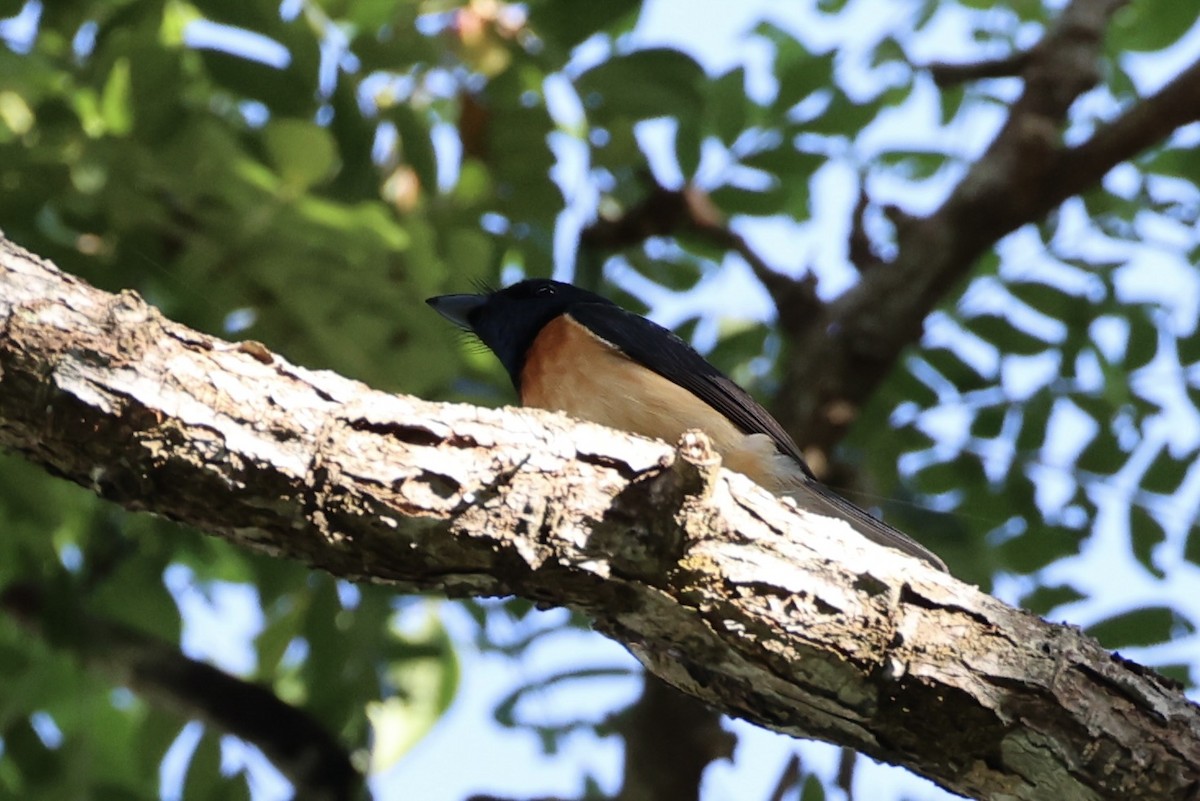 Vanikoro Flycatcher - ML614474746