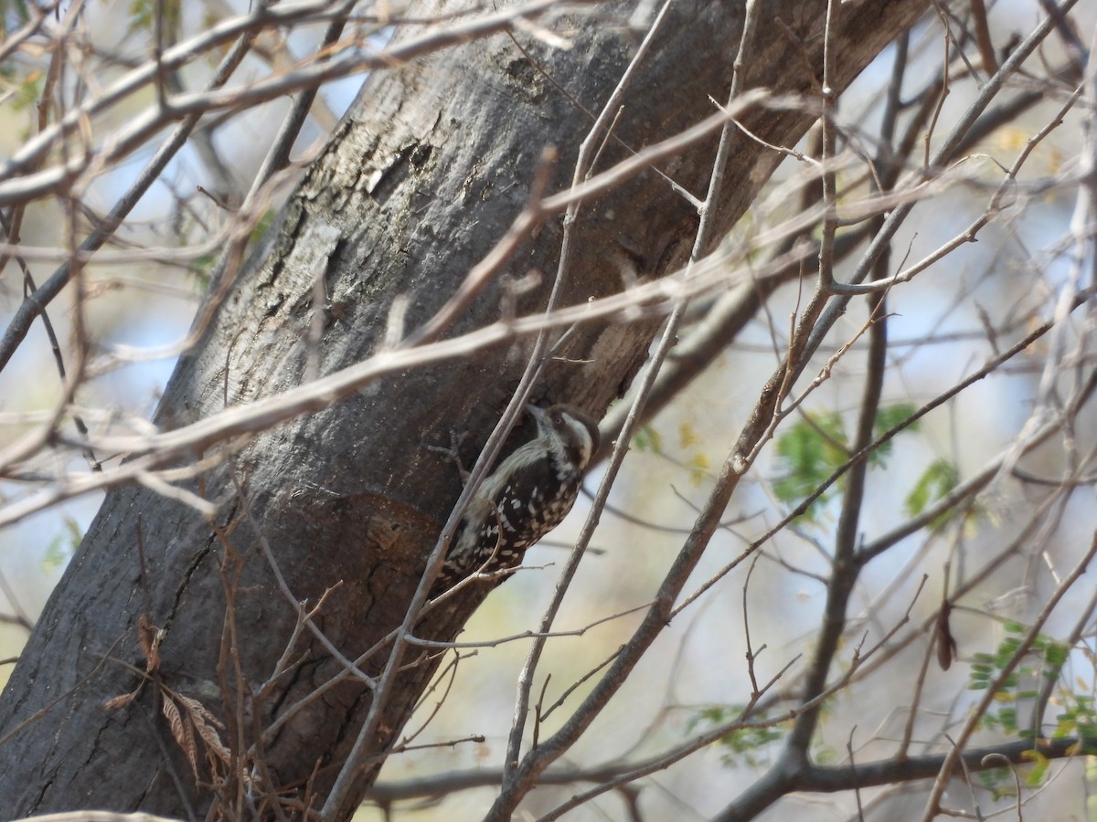 Brown-capped Pygmy Woodpecker - Mallikarjuna Agrahar