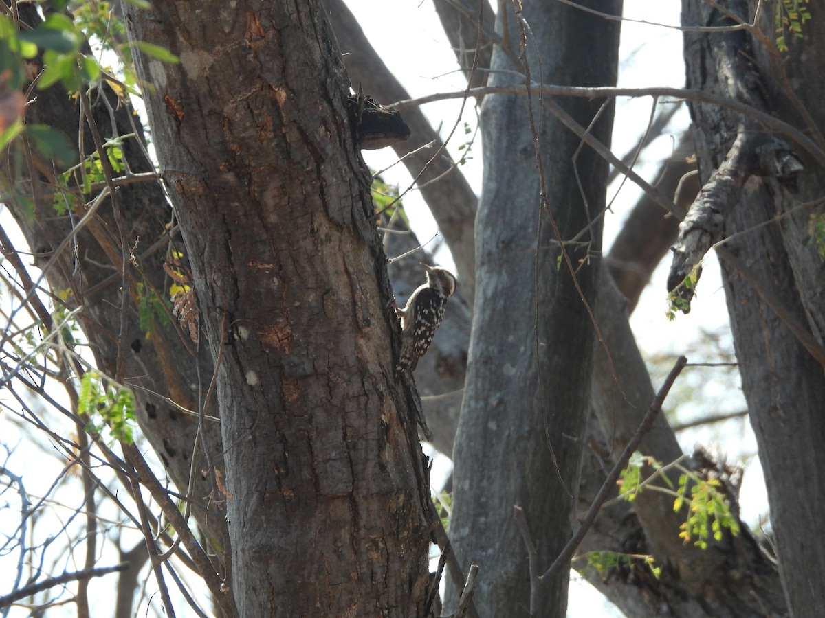 Brown-capped Pygmy Woodpecker - Mallikarjuna Agrahar