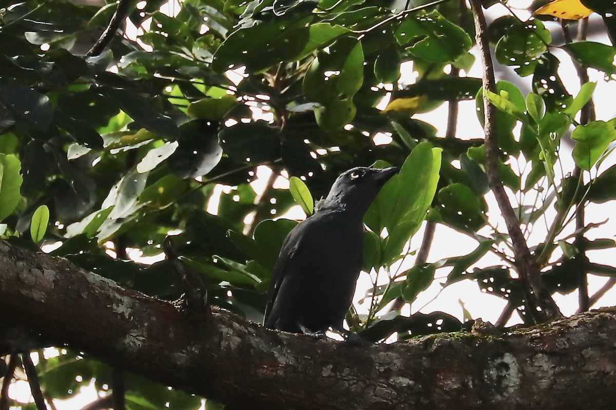 South Melanesian Cuckooshrike - ML614474811