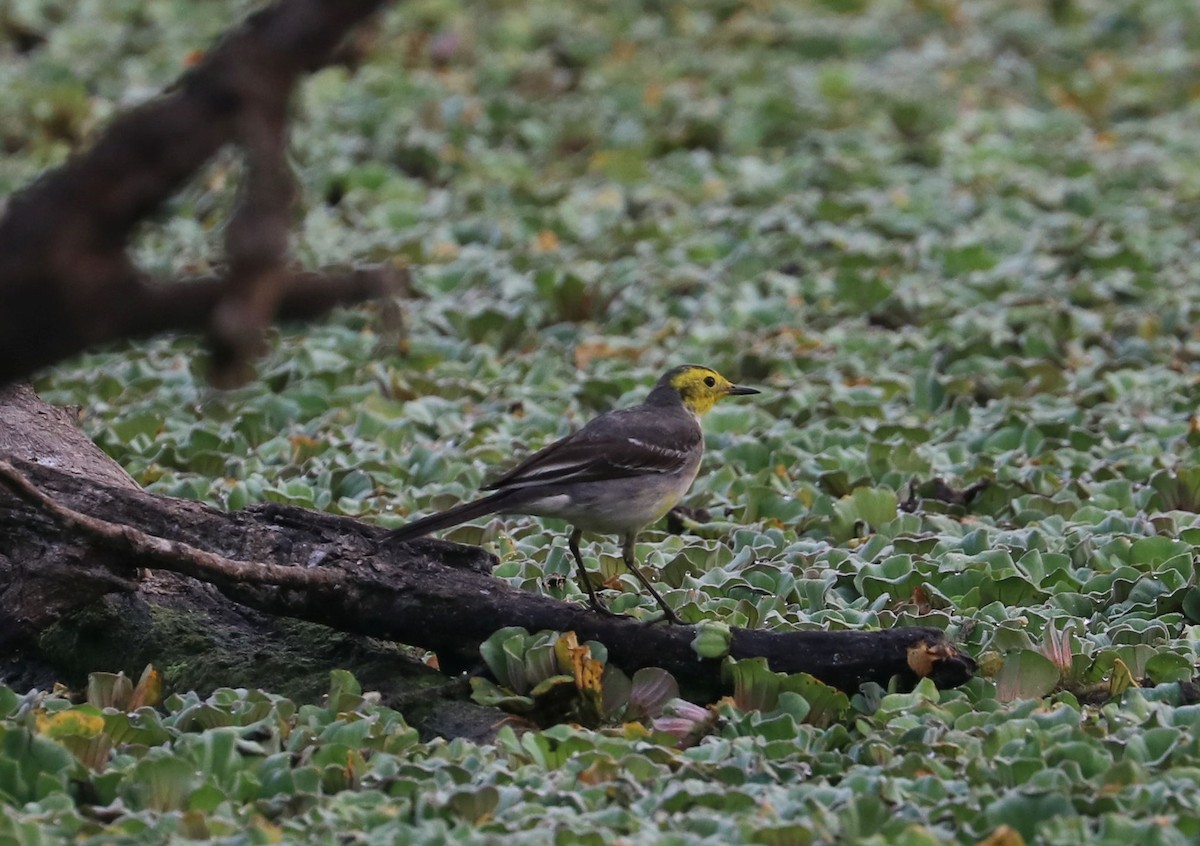 Citrine Wagtail - ML614474825