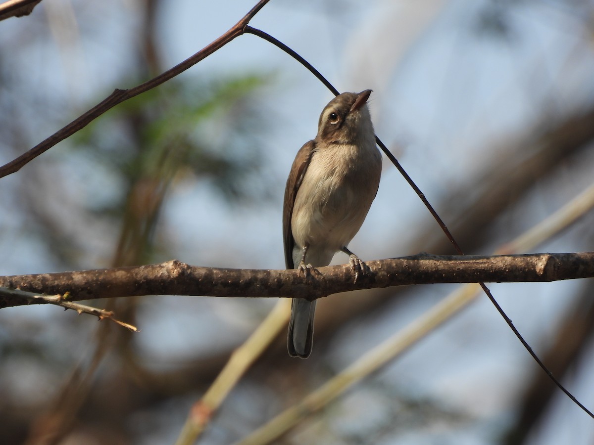 Common Woodshrike - Mallikarjuna Agrahar