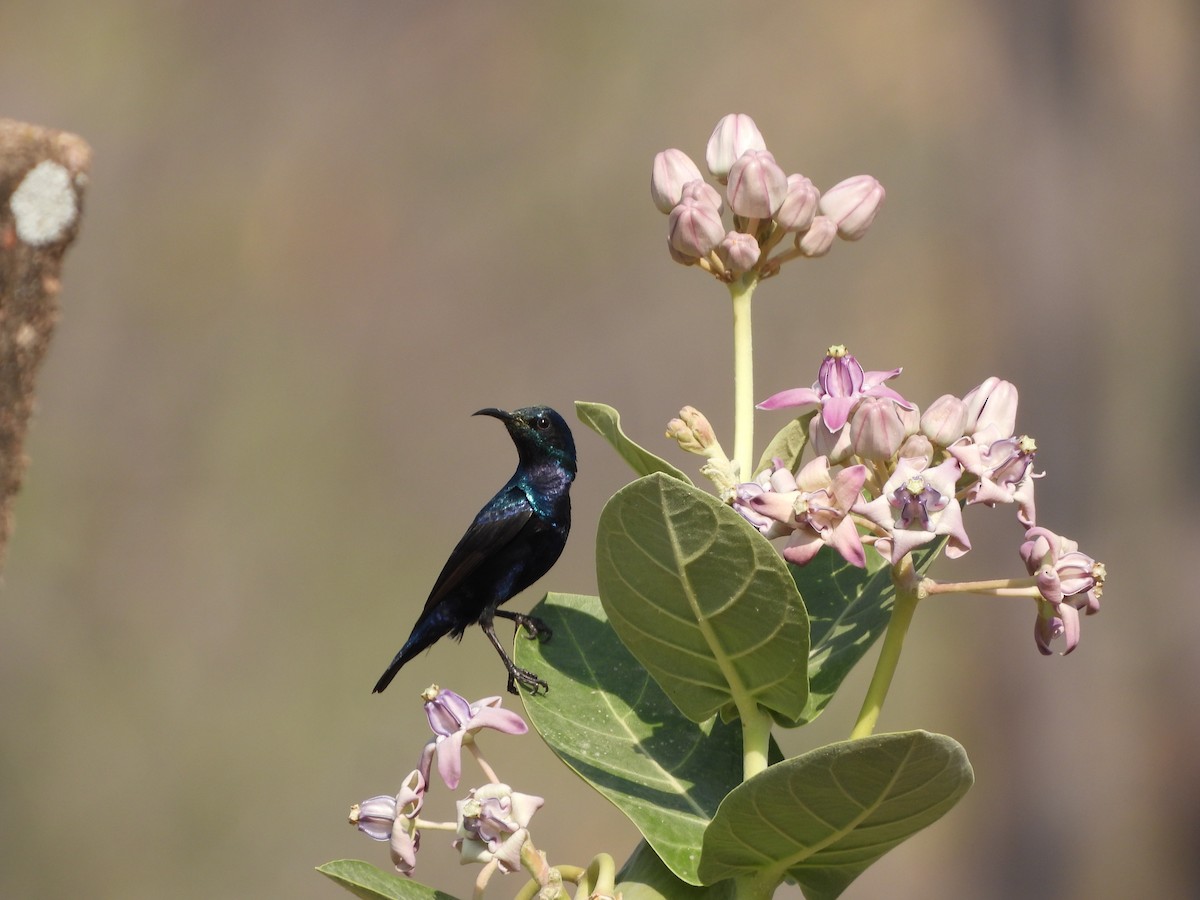 Purple Sunbird - Mallikarjuna Agrahar