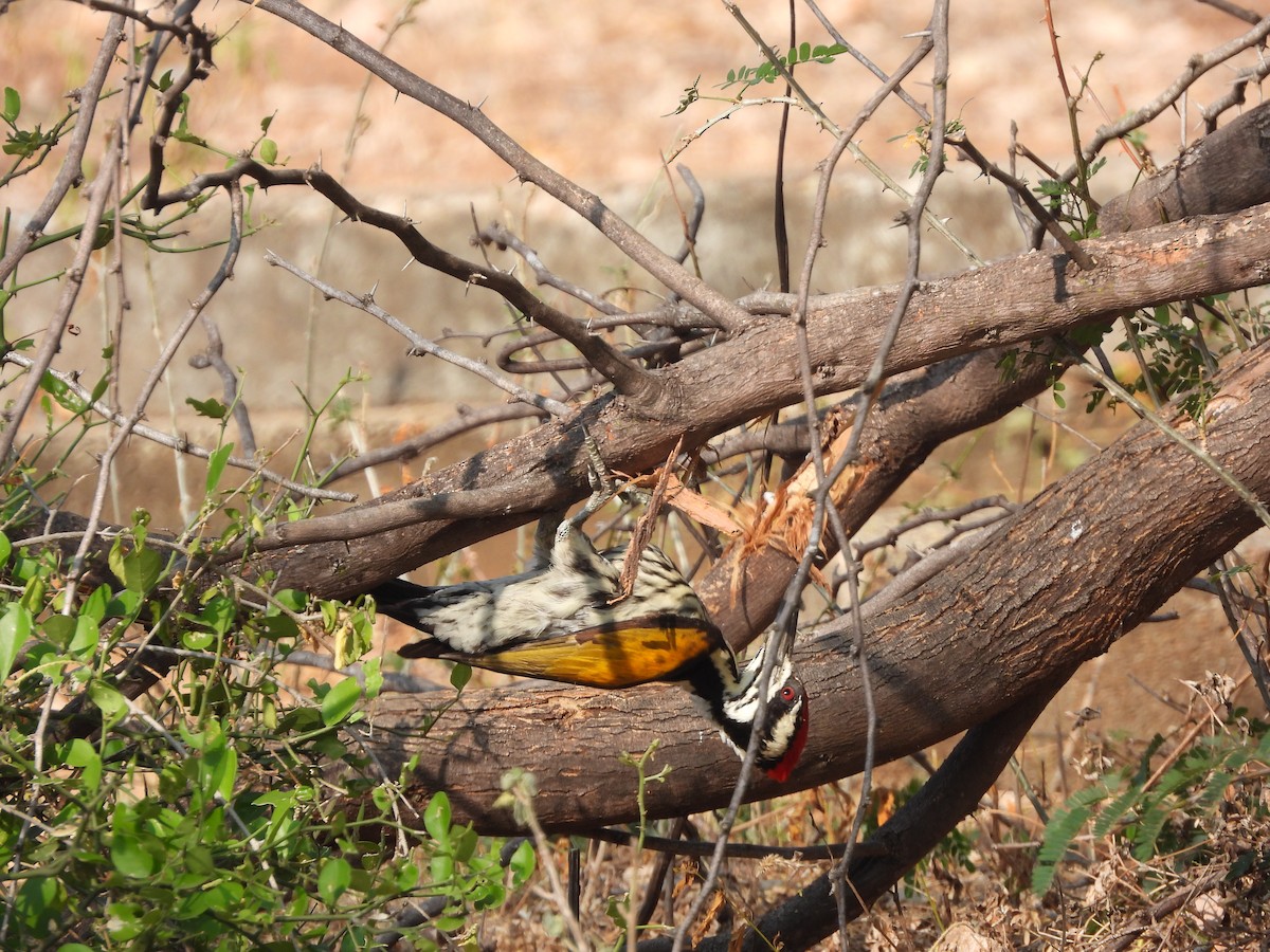 White-naped Woodpecker - Mallikarjuna Agrahar