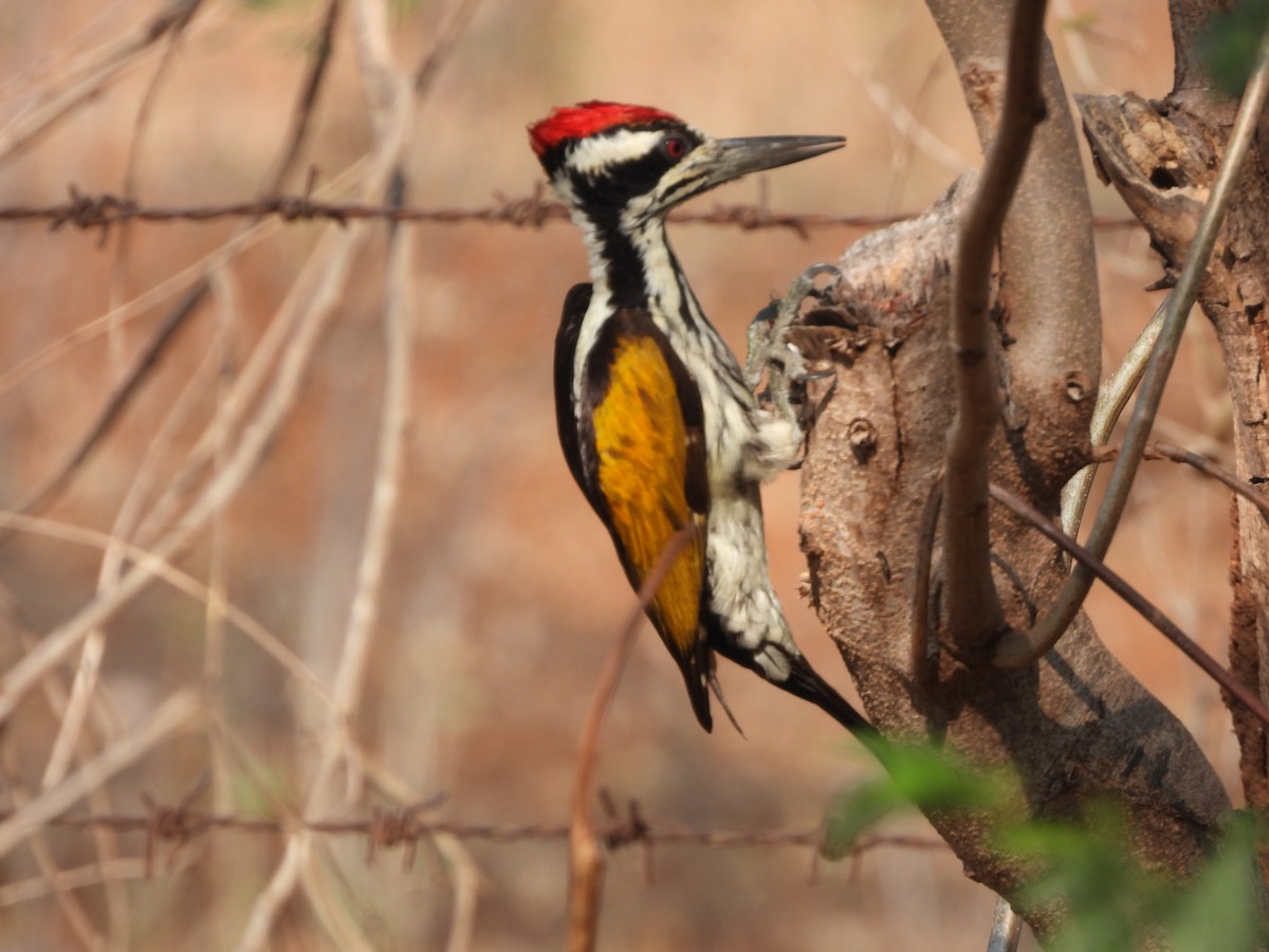 White-naped Woodpecker - Mallikarjuna Agrahar