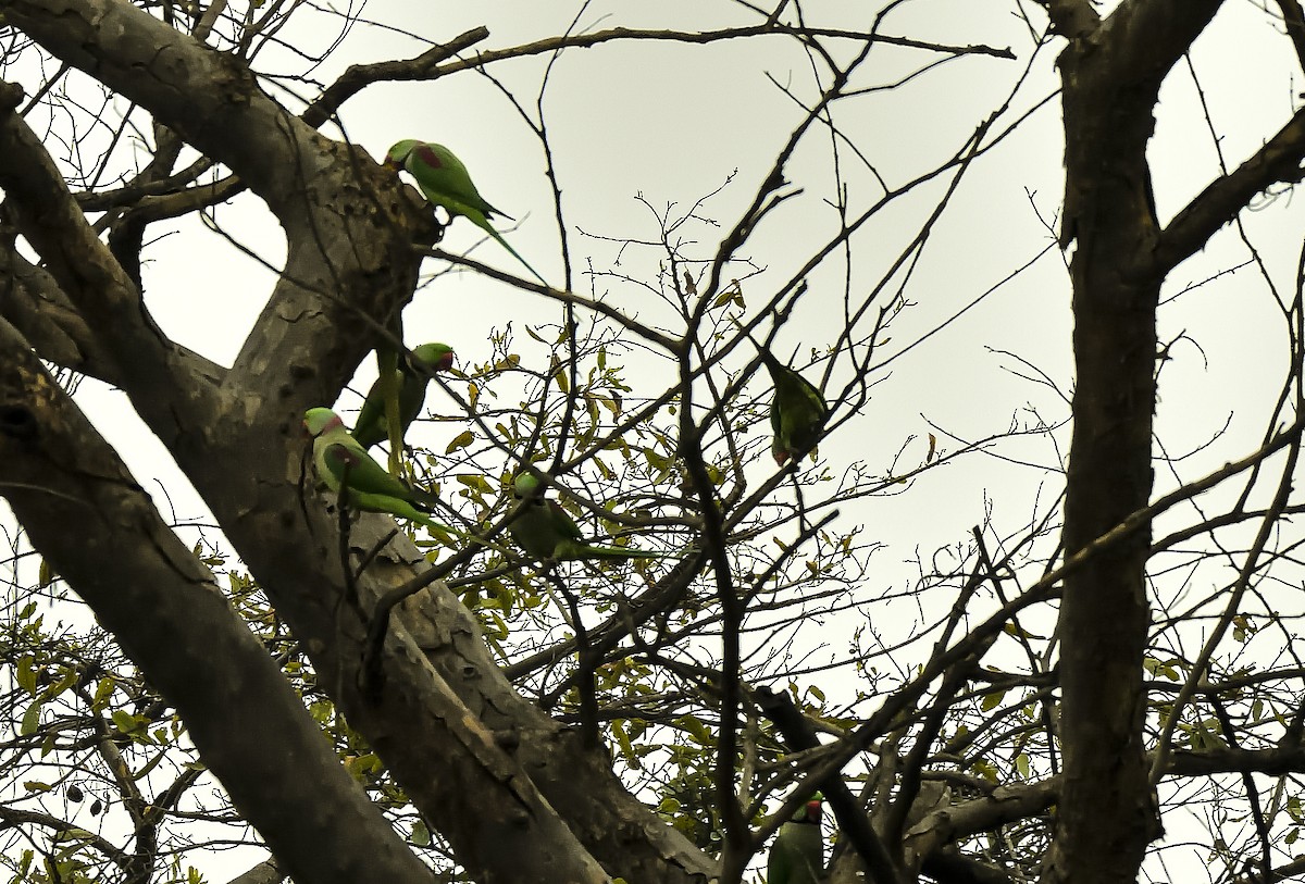 Alexandrine Parakeet - ML614474991