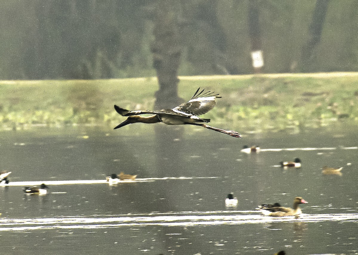 Black-necked Stork - ML614475014