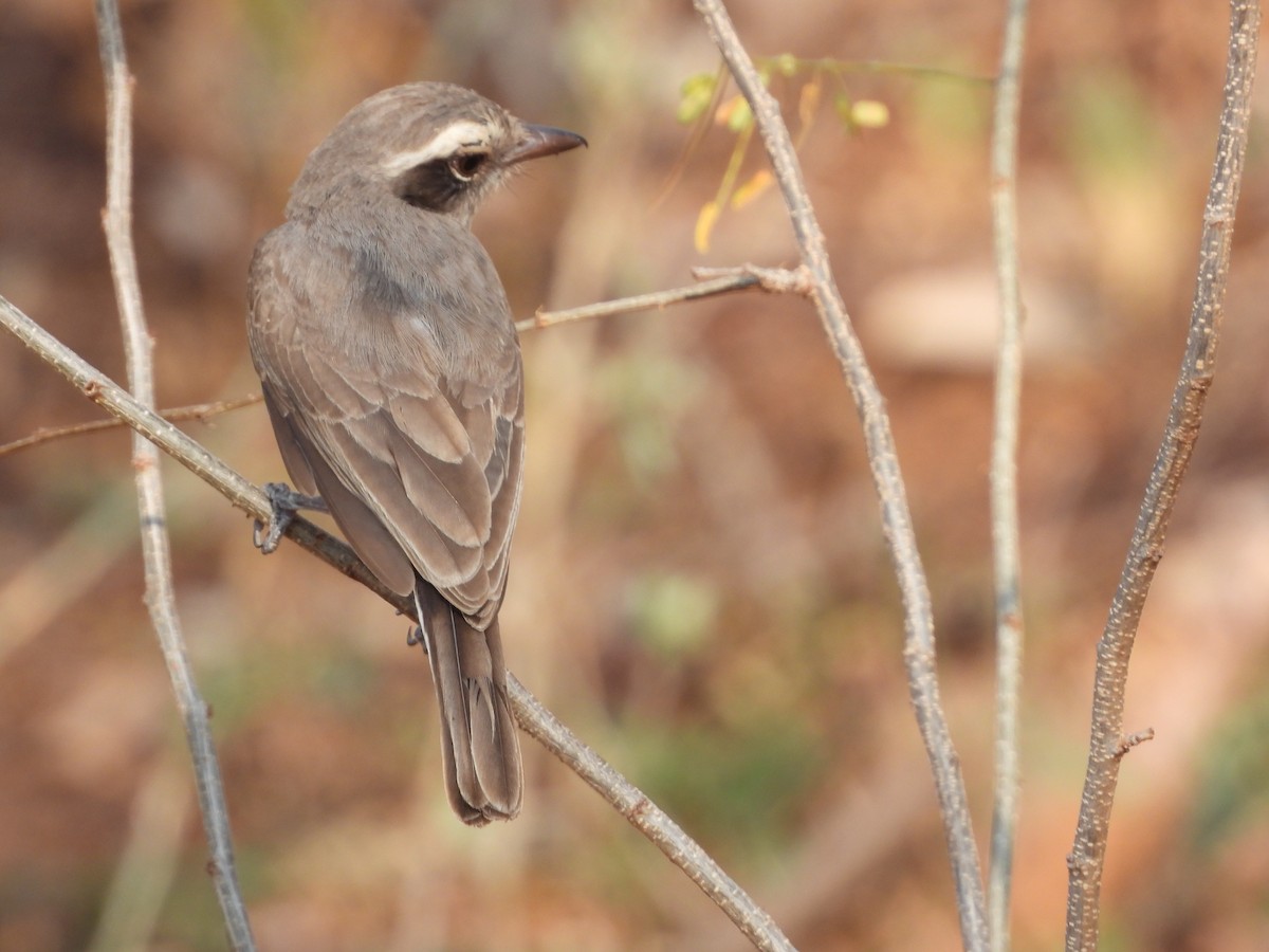 Common Woodshrike - Mallikarjuna Agrahar