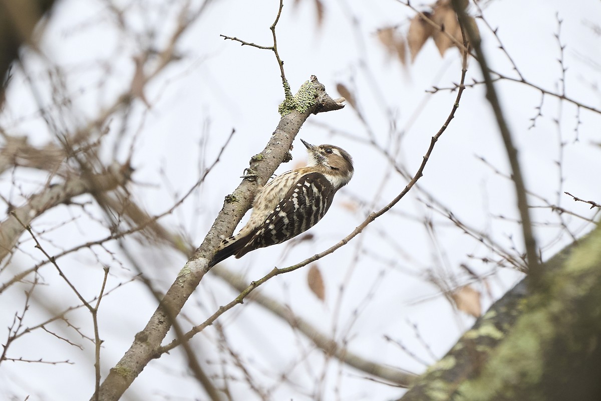 Japanese Pygmy Woodpecker - ML614475073