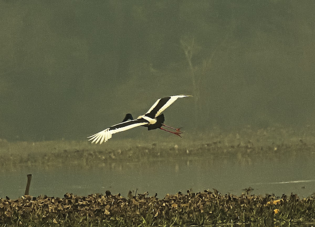 Black-necked Stork - ML614475143