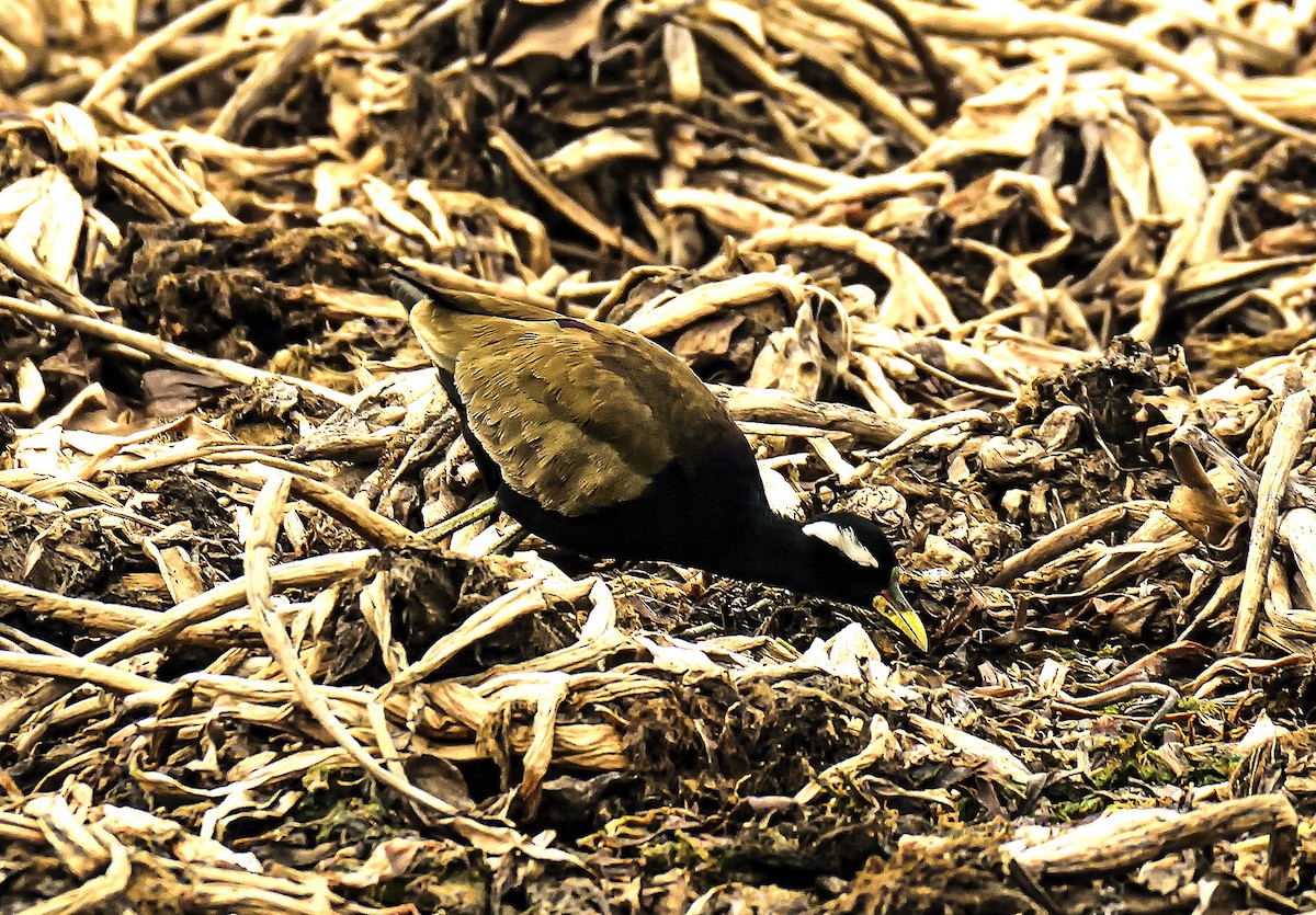 Bronze-winged Jacana - ML614475161