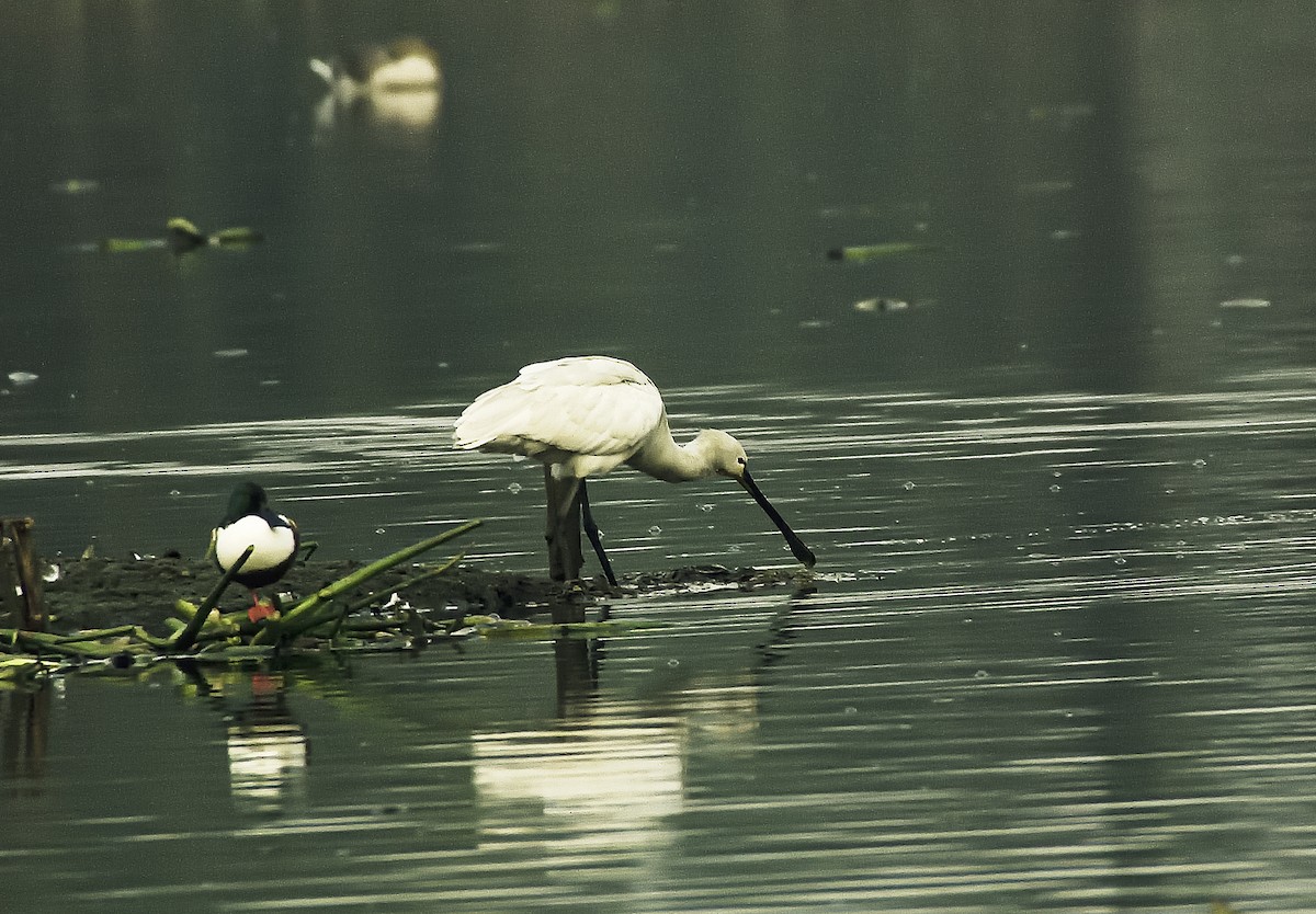 Eurasian Spoonbill - ML614475186