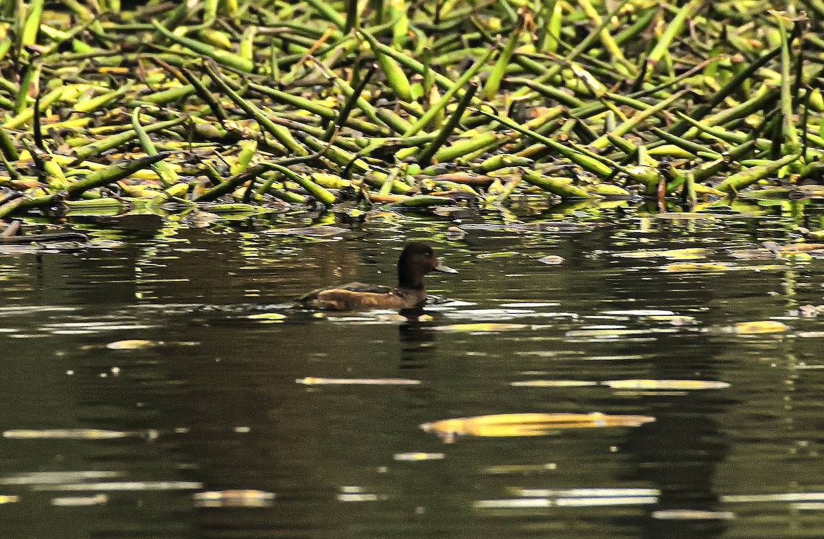 Ferruginous Duck - ML614475193