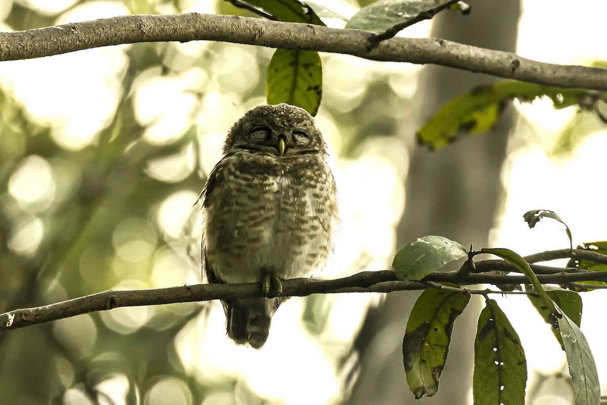 Spotted Owlet - ML614475224