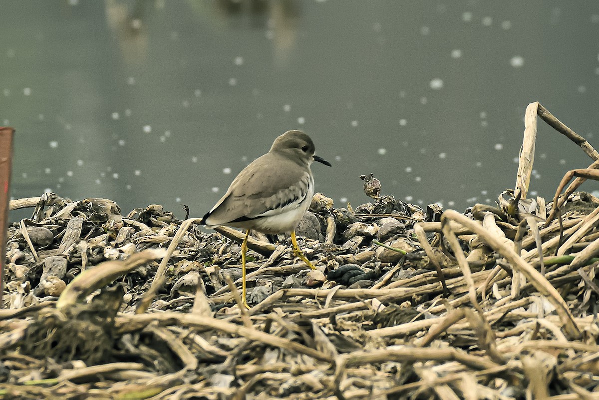 White-tailed Lapwing - ML614475233