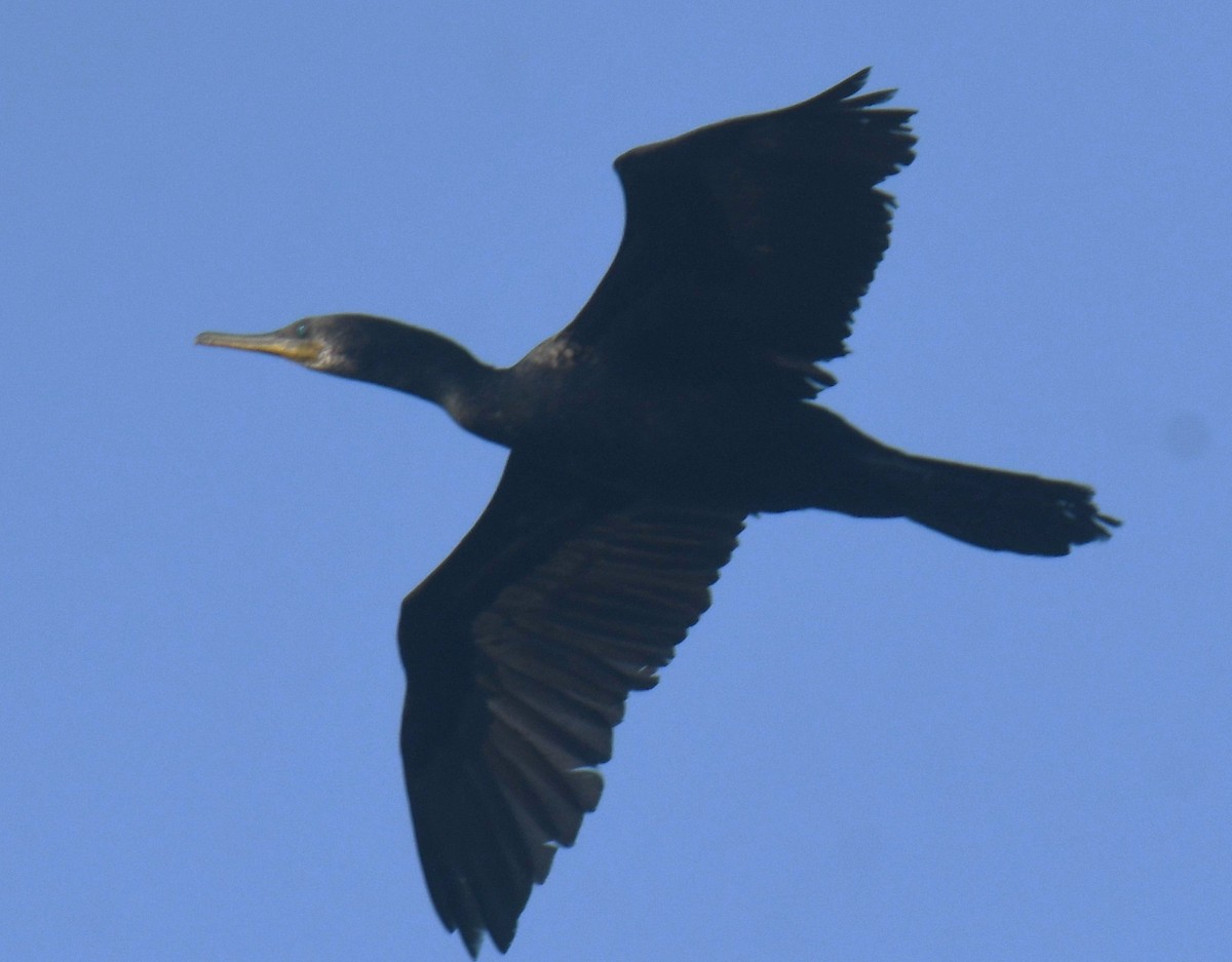 Indian Cormorant - ML614475283