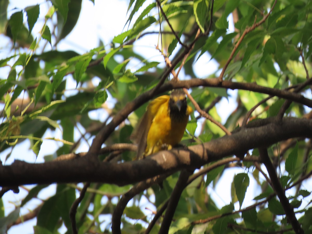 Black-hooded Oriole - ML614475342