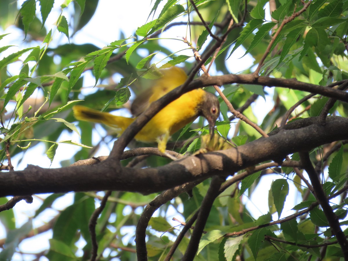 Black-hooded Oriole - ML614475343