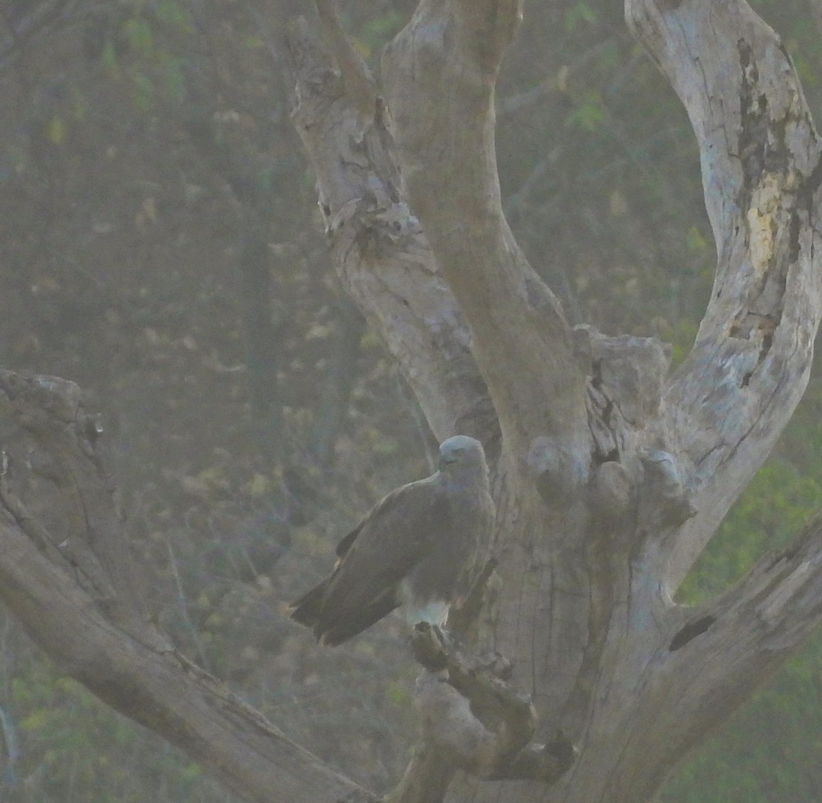 Lesser Fish-Eagle - Mallikarjuna Agrahar