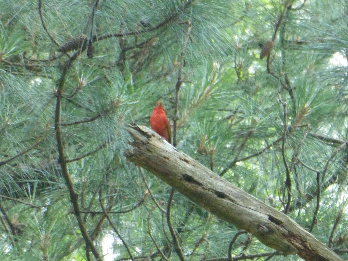 Summer Tanager - ML61447541