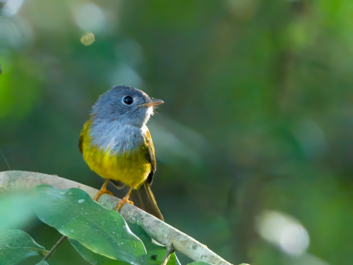 Gray-headed Canary-Flycatcher - ML614475439