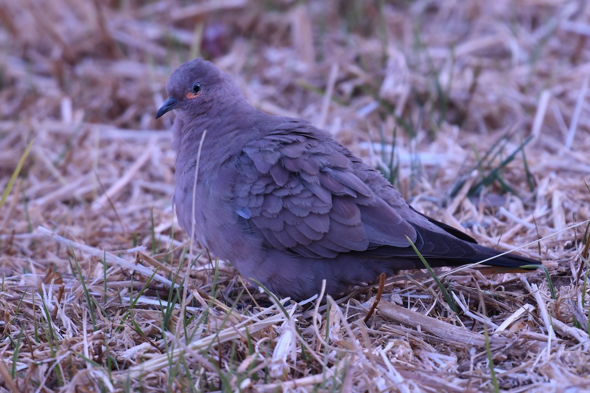 Black-winged Ground Dove - ML614475440