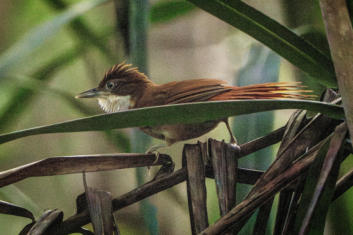 Pernambuco Foliage-gleaner - ML614475521