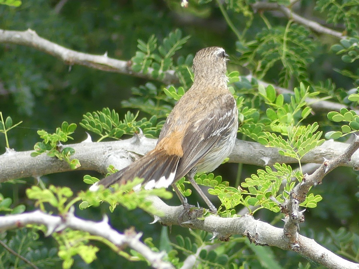 Red-backed Scrub-Robin (Red-backed) - ML614475610