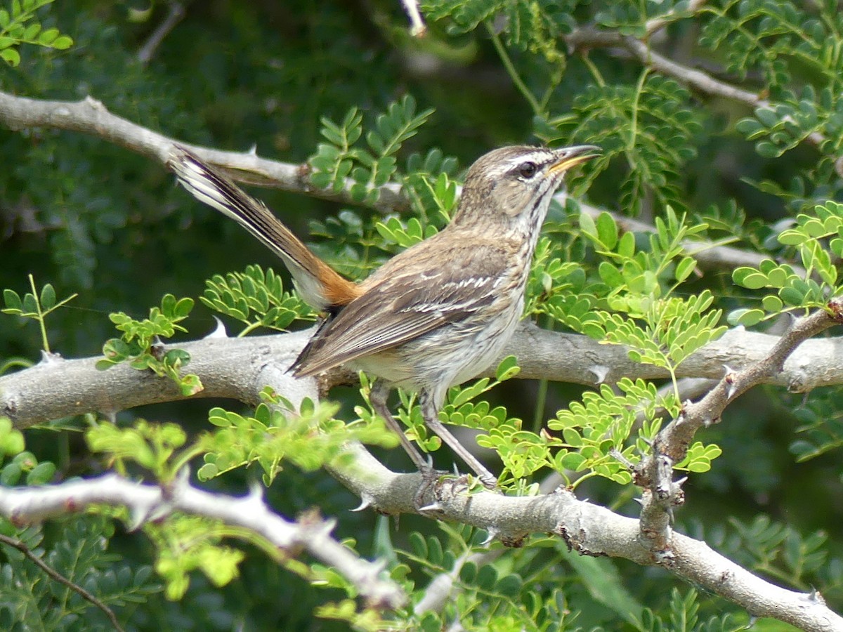 Red-backed Scrub-Robin (Red-backed) - Peter Yendle