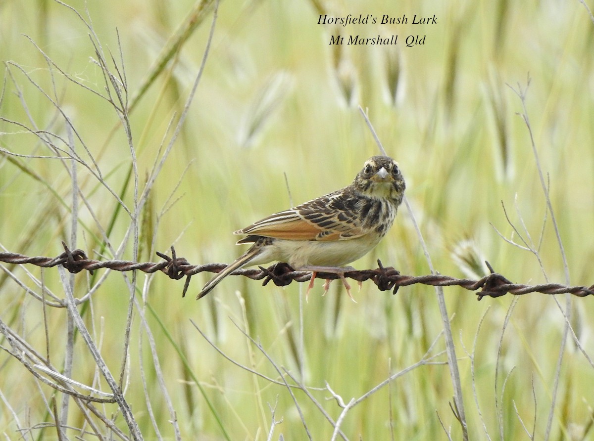 Singing Bushlark (Australasian) - Marie Tarrant