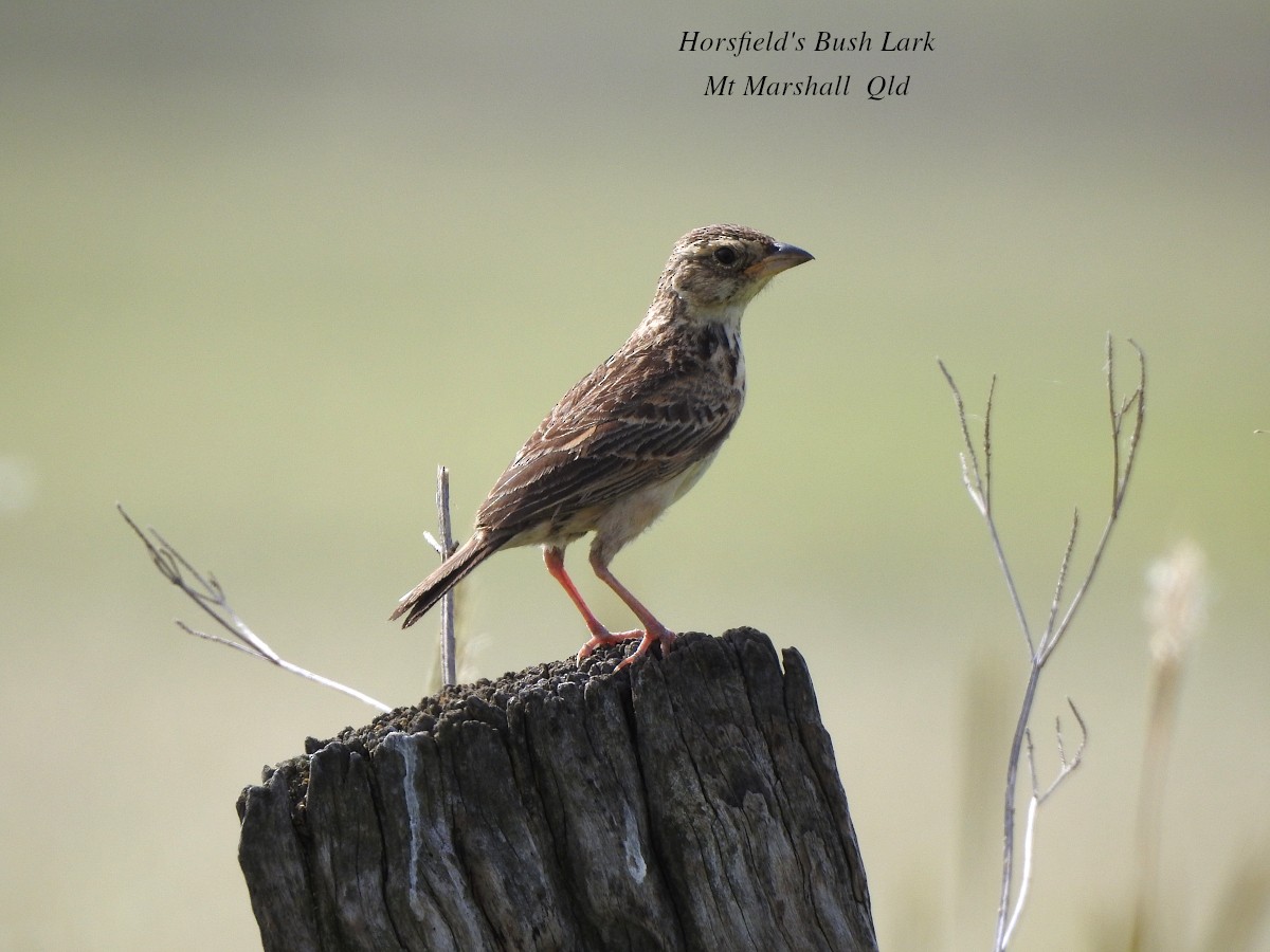 Singing Bushlark (Australasian) - Marie Tarrant