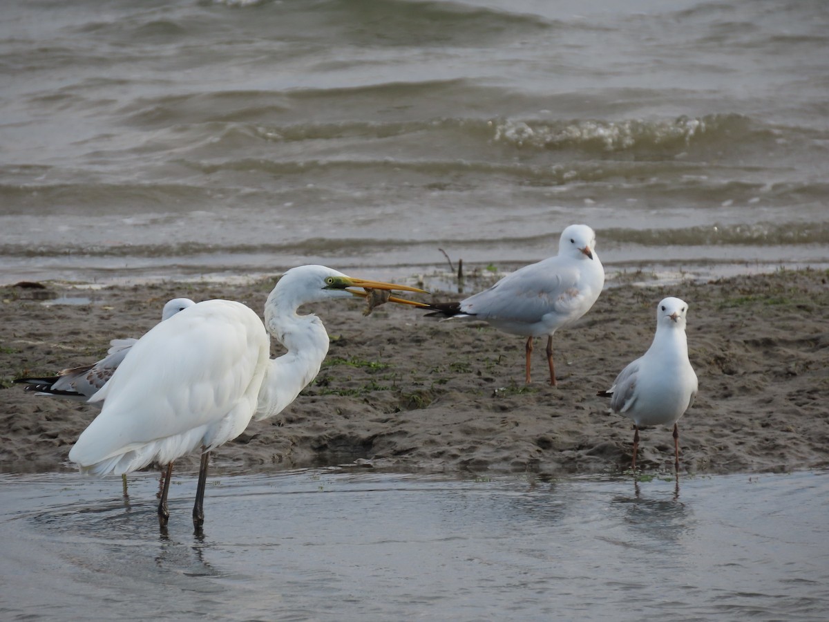 Silver Gull - ML614475862