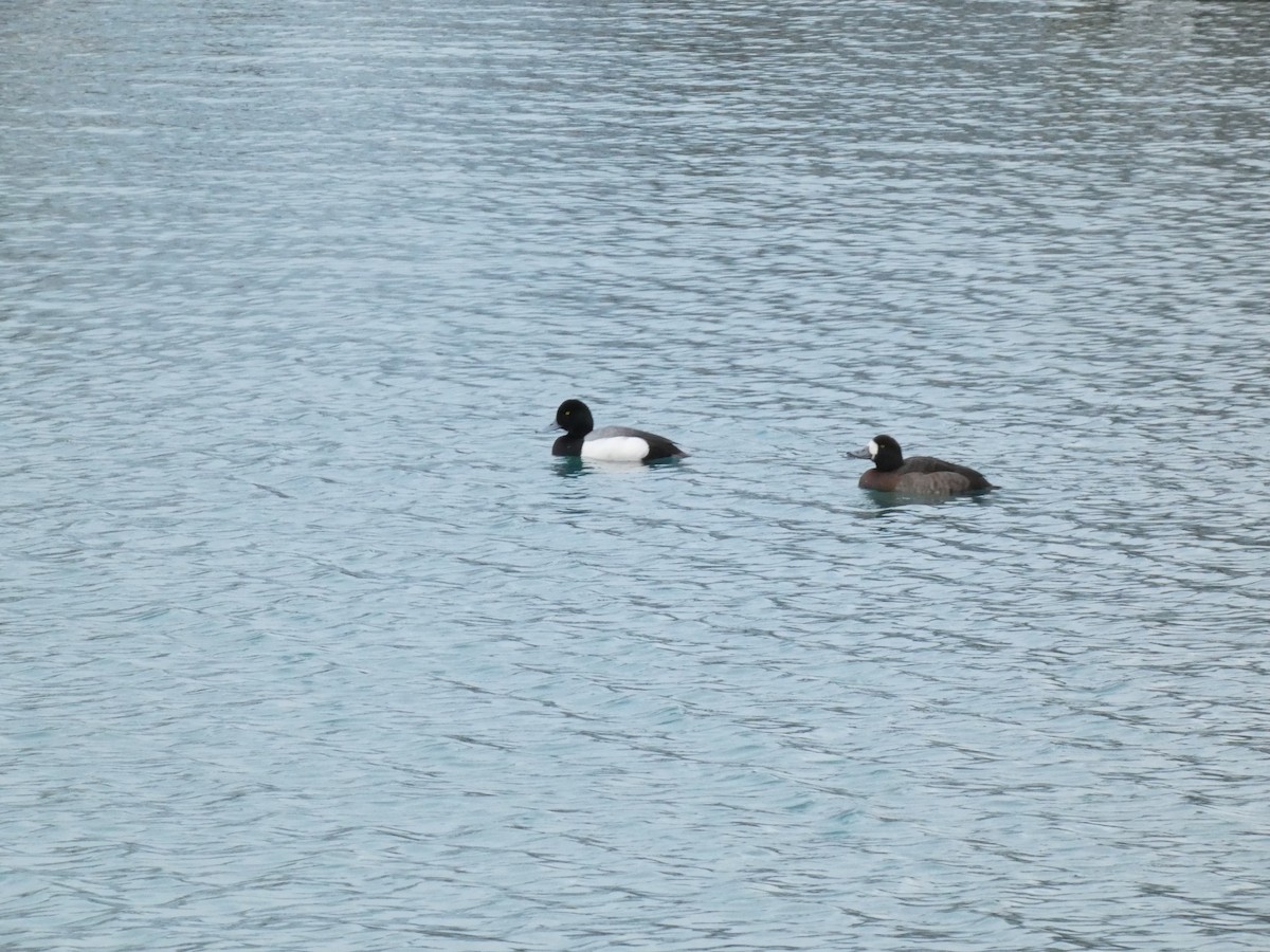 Greater Scaup - ML614475864