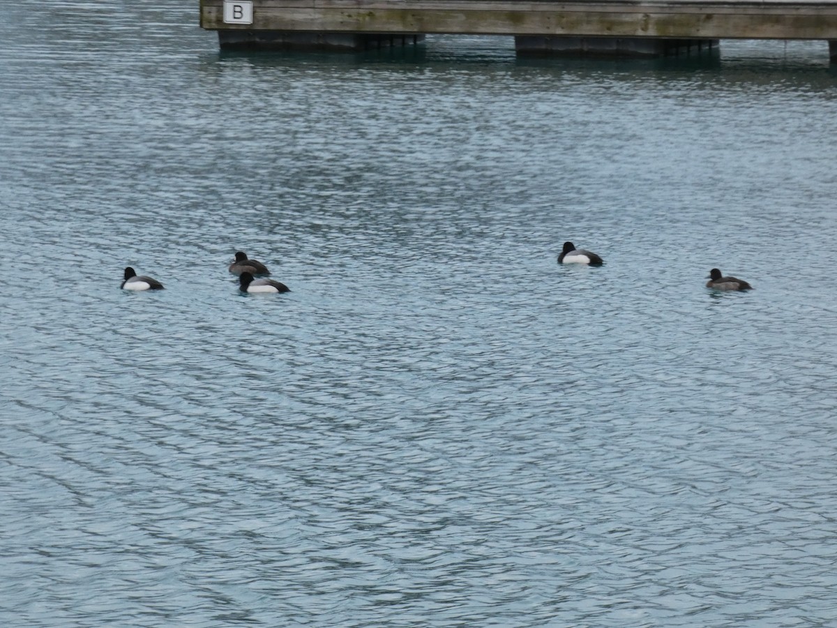 Greater Scaup - ML614475866