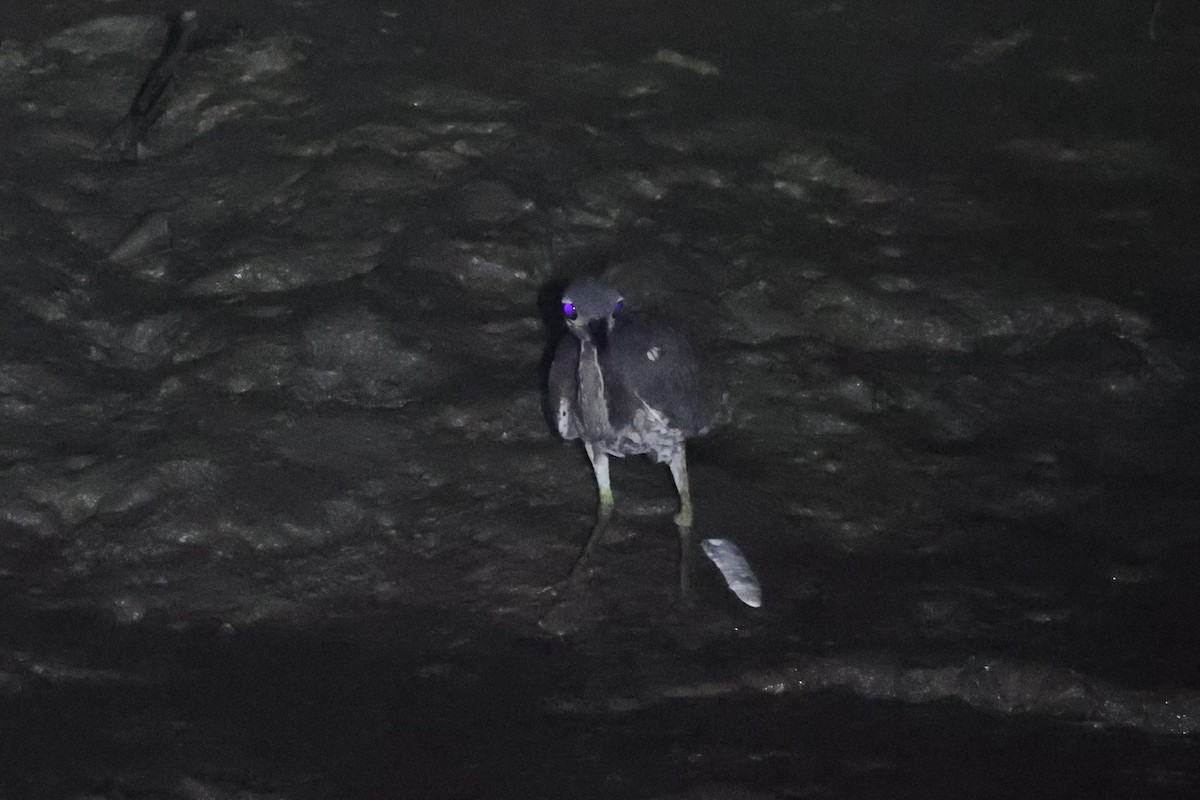 White-eared Night Heron - ML614475892