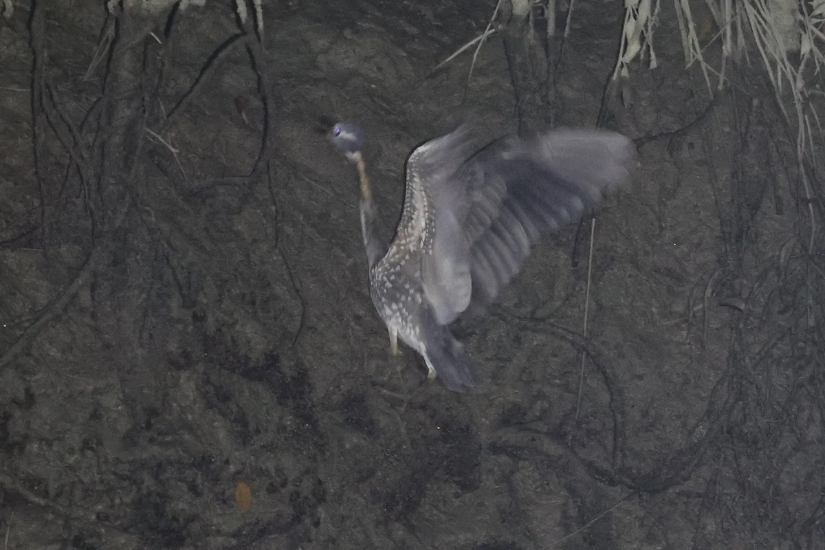 White-eared Night Heron - ML614475893