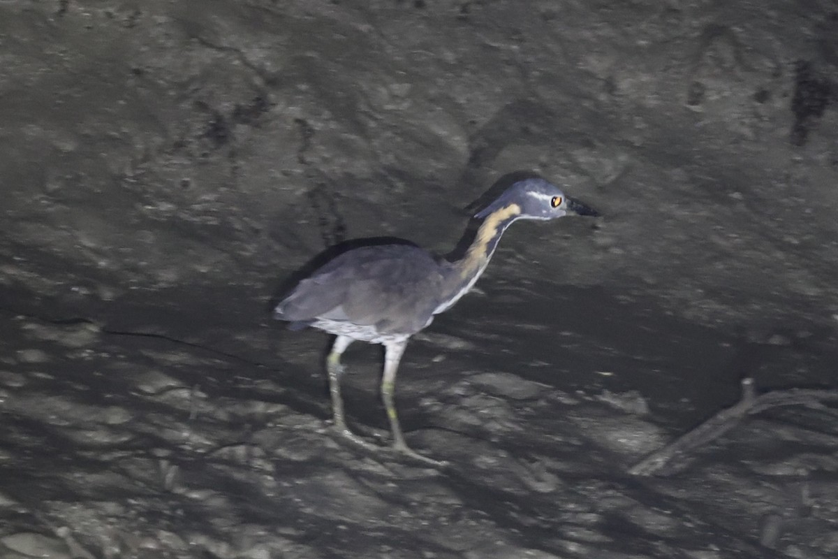 White-eared Night Heron - ML614475894