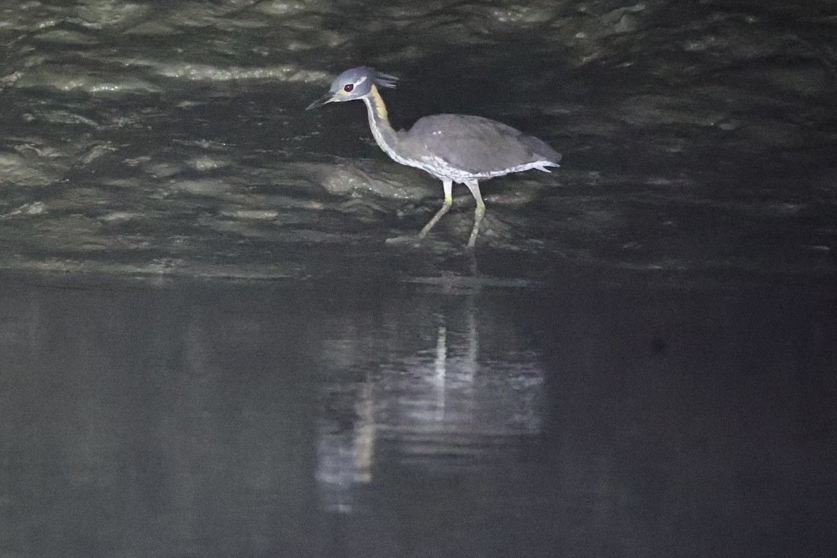 White-eared Night Heron - ML614475898