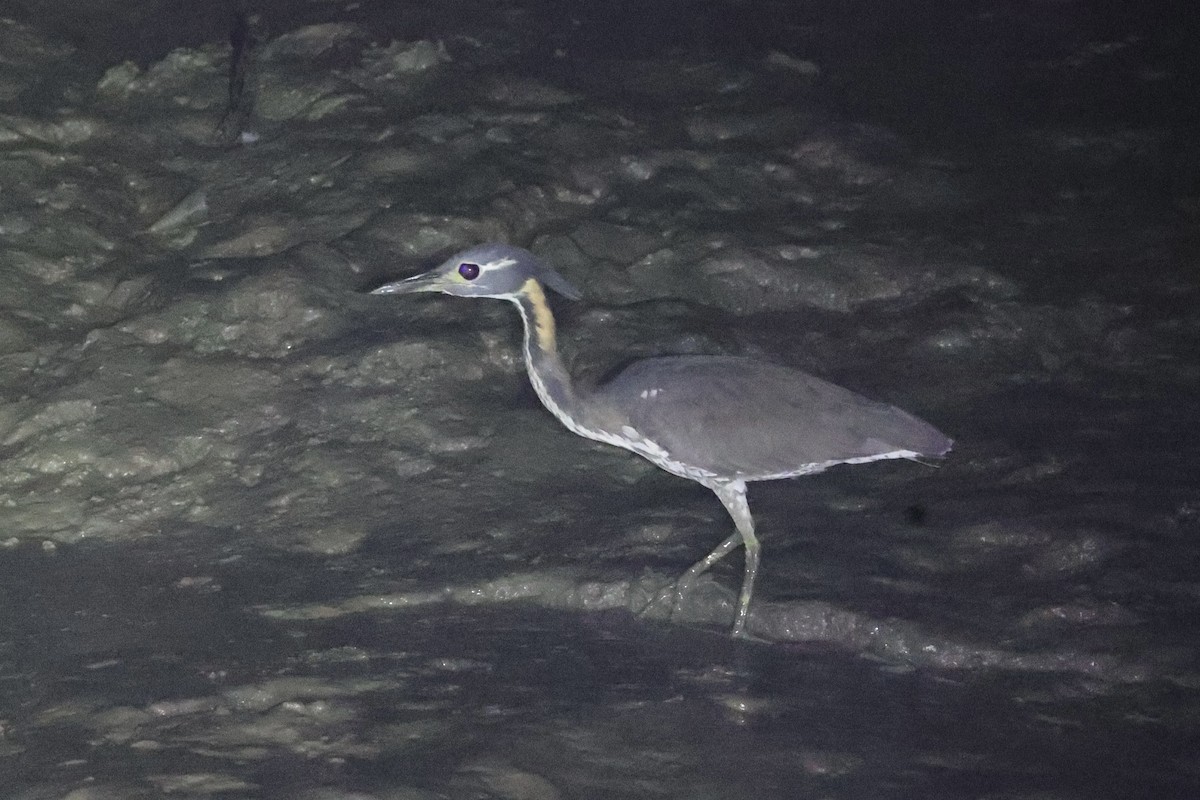 White-eared Night Heron - ML614475899