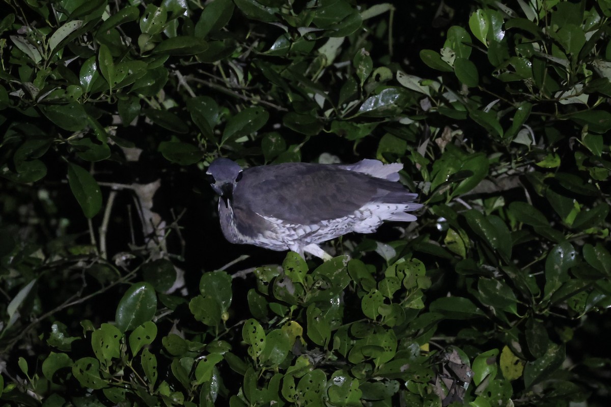 White-eared Night Heron - ML614475903