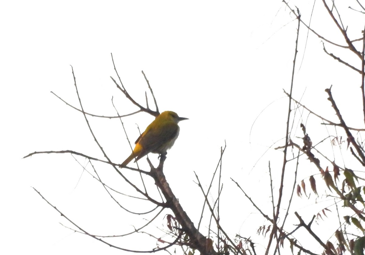 Indian Golden Oriole - ML614475917