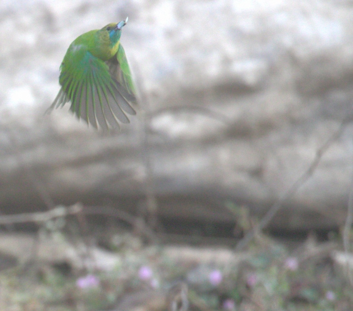 Jerdon's Leafbird - lokanath M
