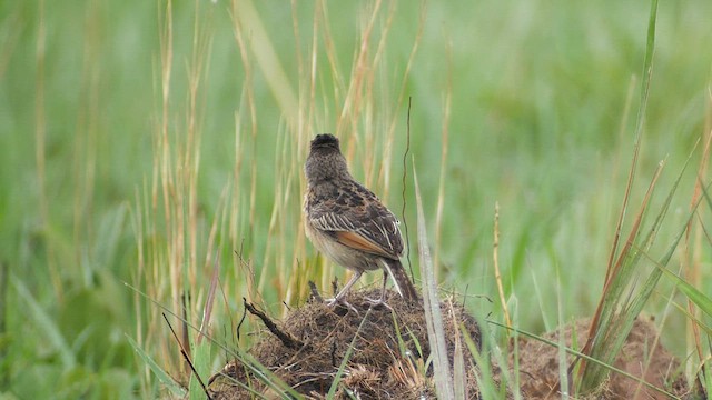 Angola Lark - ML614475940