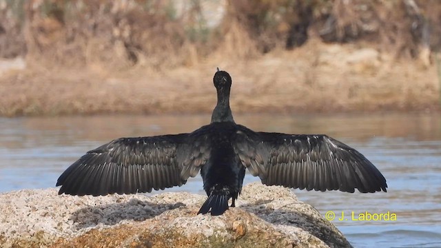 Cormorán Grande - ML614475995