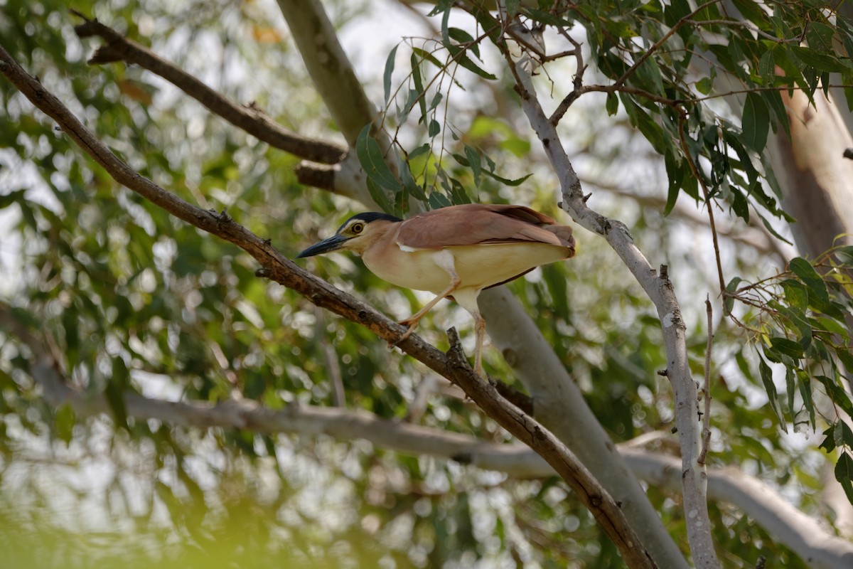 Nankeen Night Heron - ML614476114