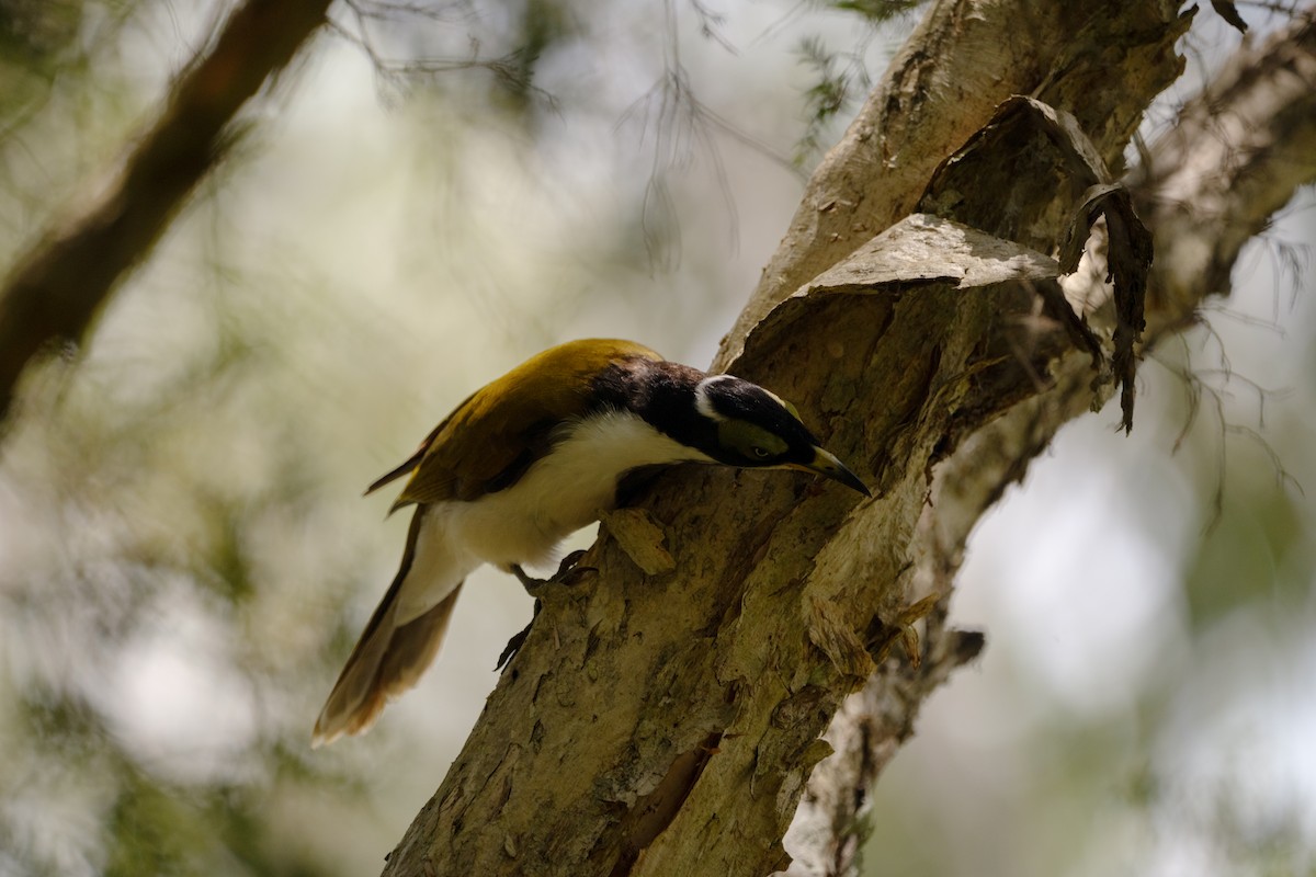 Blue-faced Honeyeater - ML614476122