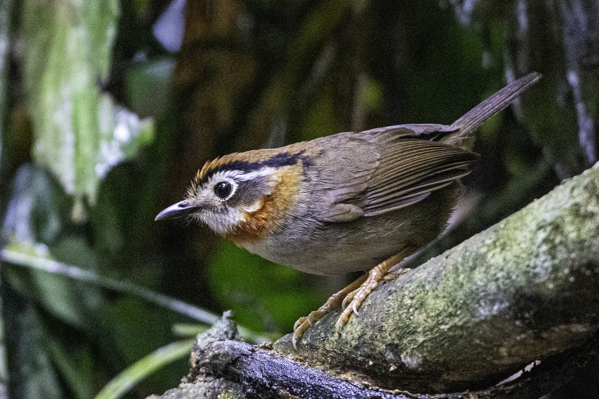 Rufous-throated Fulvetta - ML614476184