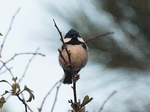 Coal Tit (Continental) - David Cooper