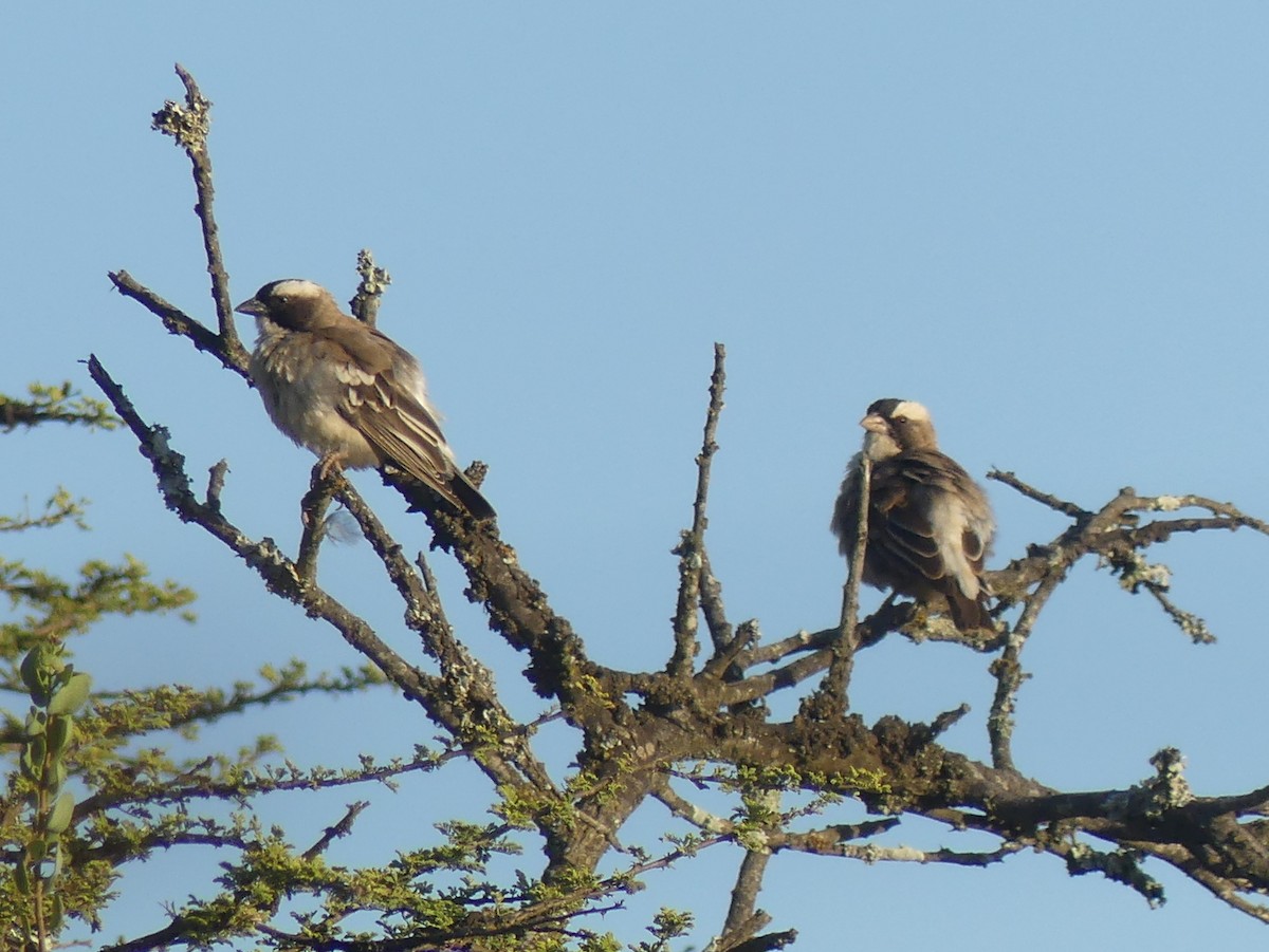 White-browed Sparrow-Weaver (White-breasted) - ML614476257